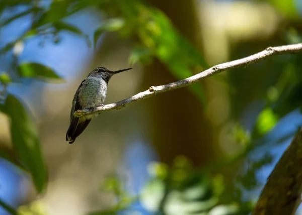 Anna Hummingbird Calypte Anna Vista Livre Califórnia — Fotografia de Stock