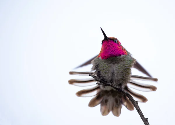 Koliber Anny Avibase Nanosi Się Zewnątrz Kalifornii — Zdjęcie stockowe