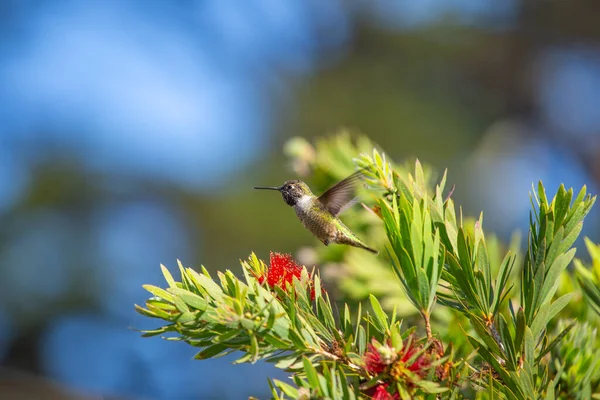 Anna Hummingbird Calypte Anna Spotted Outdoors California — Stock Photo, Image