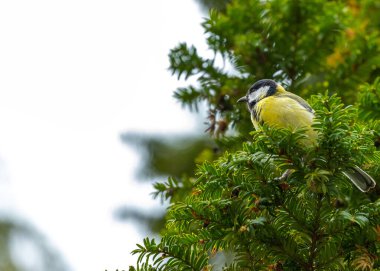 This photograph captures a Great Tit (Parus major) perched on a branch, with the cityscape of Dublin, Ireland in the background. The Great Tit is a small but striking bird with black, white, and yellow plumage, and is a common sight in gardens and wo