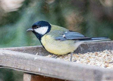 This photograph captures a Great Tit (Parus major) perched on a branch, with the cityscape of Dublin, Ireland in the background. The Great Tit is a small but striking bird with black, white, and yellow plumage, and is a common sight in gardens and wo