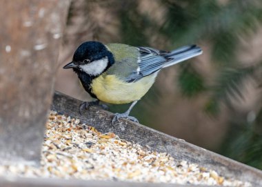 This photograph captures a Great Tit (Parus major) perched on a branch, with the cityscape of Dublin, Ireland in the background. The Great Tit is a small but striking bird with black, white, and yellow plumage, and is a common sight in gardens and wo