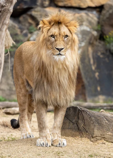 Witness Awe Inspiring Moment Wild Lion Scientifically Known Panthera Leo — Stock Photo, Image