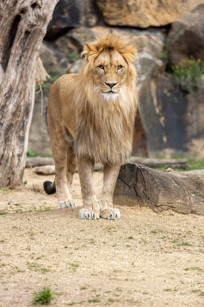 Witness Awe Inspiring Moment Wild Lion Scientifically Known Panthera Leo — Stock Photo, Image