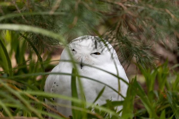 Rare Sighting Snowy Owl Bubo Scandiacus North Pole Displaying Its — Stock Photo, Image