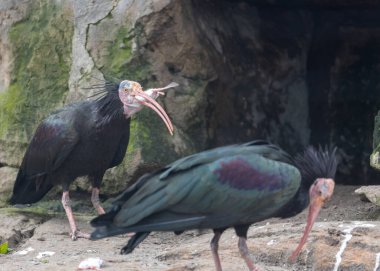 Kuzey Afrika 'daki doğal ortamında bir fareyi keskin gagasıyla yiyen Kuzey Kel Ibis' in (Geronticus eremita) nadir ve çarpıcı görüntüsü..