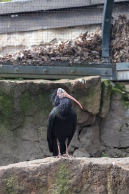 Kuzey Afrika 'daki doğal ortamında tehlike altındaki Kuzey Kel Ibis' in çarpıcı fotoğrafı.