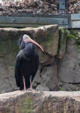 Kuzey Afrika 'daki doğal ortamında tehlike altındaki Kuzey Kel Ibis' in çarpıcı fotoğrafı.