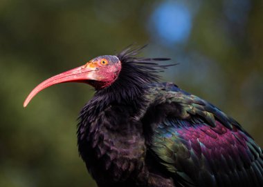 Kuzey Afrika 'daki doğal ortamında tehlike altındaki Kuzey Kel Ibis' in çarpıcı fotoğrafları.