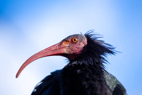 Stunning Photo Critically Endangered Northern Bald Ibis Its Natural Habitat — Stock Photo, Image
