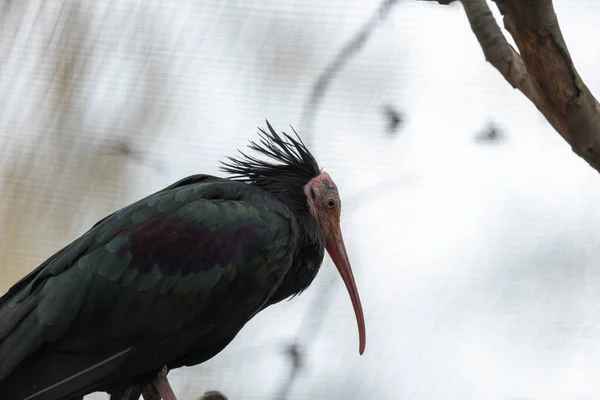 Stunning Photo Critically Endangered Northern Bald Ibis Its Natural Habitat — Stock Photo, Image