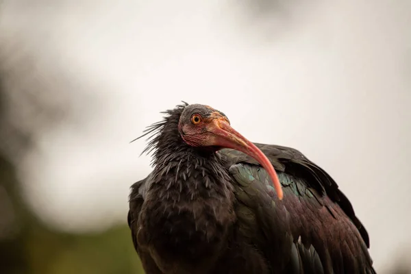 Oszałamiające Zdjęcie Krytycznie Zagrożonych North Bald Ibis Swoim Naturalnym Środowisku — Zdjęcie stockowe
