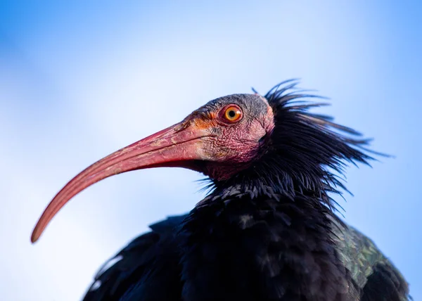 Foto Impressionante Calvo Norte Ibis Criticamente Ameaçado Seu Habitat Natural — Fotografia de Stock