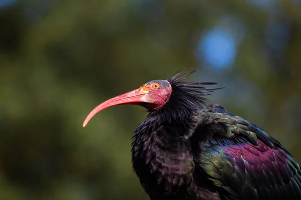 Stunning Photos Critically Endangered Northern Bald Ibis Its Natural Habitat — Stock Photo, Image