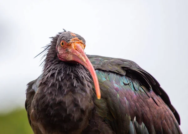 Oszałamiające Zdjęcia Krytycznie Zagrożonych North Bald Ibis Jego Naturalnym Środowisku — Zdjęcie stockowe