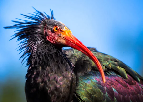 Prachtige Foto Van Ernstig Bedreigde Northern Bald Ibis Zijn Natuurlijke Rechtenvrije Stockafbeeldingen