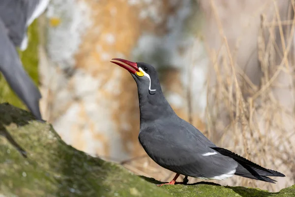 Inca Tern Larosterna Inca Captivating Bird Found Coastal Regions South — стоковое фото