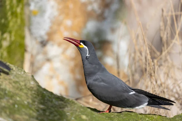 นคา เทอร Larosterna Tern นนกท าหลงใหลท พบตามชายฝ งอเมร กาใต าหร — ภาพถ่ายสต็อก