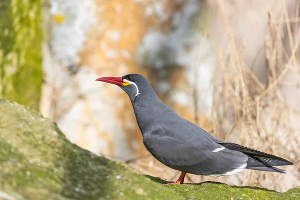 Inca Tern Larosterna Inca Captivating Bird Found Coastal Regions South — Stock Photo, Image