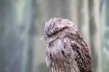 Avustralya 'ya özgü eşsiz bir gece kuşu olan büyüleyici Tawny Frogmouth' u keşfedin. Baykuş görünümlü ve şifreli tüyleriyle, etrafındakilere sorunsuz bir şekilde karışıyor..