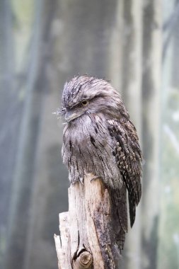 Avustralya 'ya özgü eşsiz bir gece kuşu olan büyüleyici Tawny Frogmouth' u keşfedin. Baykuş görünümlü ve şifreli tüyleriyle, etrafındakilere sorunsuz bir şekilde karışıyor..