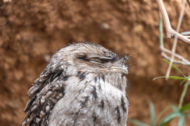 Avustralya 'ya özgü eşsiz bir gece kuşu olan büyüleyici Tawny Frogmouth' u keşfedin. Baykuş görünümlü ve şifreli tüyleriyle, etrafındakilere sorunsuz bir şekilde karışıyor..