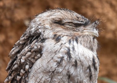 Avustralya 'ya özgü eşsiz bir gece kuşu olan büyüleyici Tawny Frogmouth' u keşfedin. Baykuş görünümlü ve şifreli tüyleriyle, etrafındakilere sorunsuz bir şekilde karışıyor..