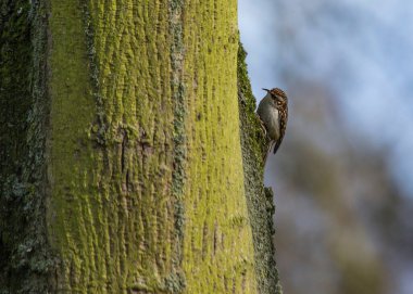 Tree Crepper Ulusal Botanik Bahçeleri, Dublin açık havada benekli