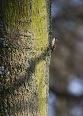 Tree Crepper Ulusal Botanik Bahçeleri, Dublin açık havada benekli