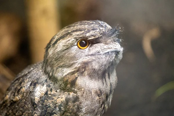Explorez Fascinant Tawny Frogmouth Oiseau Nocturne Unique Originaire Australie Avec — Photo