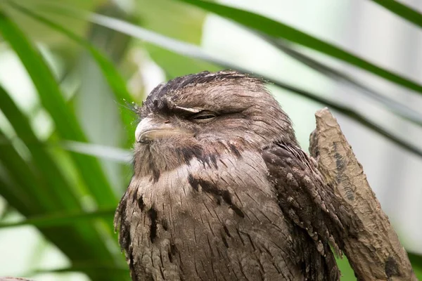 Досліджуйте Захоплюючу Тауні Фрогмут Унікального Нічного Птаха Мешкає Австралії Завдяки — стокове фото