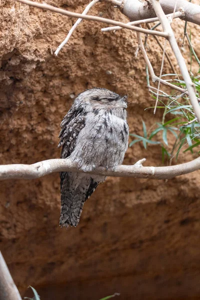 Досліджуйте Захоплюючу Тауні Фрогмут Унікального Нічного Птаха Мешкає Австралії Завдяки — стокове фото