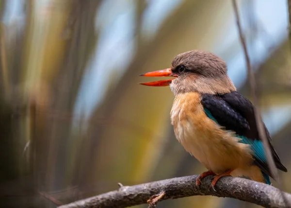Encounter Mesmerizing Brown Hooded Kingfisher Colorful Avian Delight Originating Woodlands — Stock Photo, Image