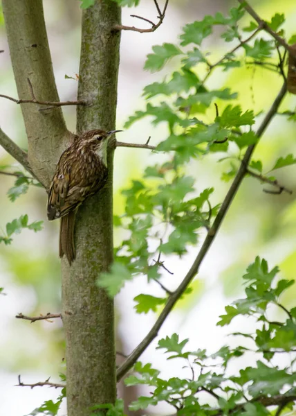 啄木鸟 发现在布希公园 都柏林 — 图库照片
