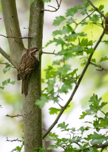 Откройте Себя Очаровательный Европейский Древолаз Маленькую Подвижную Птицу Обитающую Лесах — стоковое фото