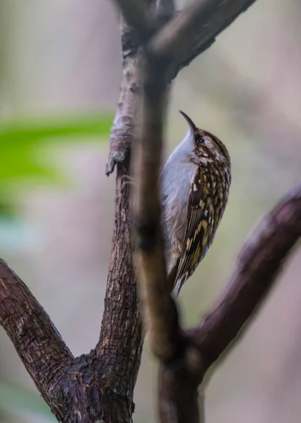 Avrupa Nın Ormanlarında Bulunan Küçük Çevik Bir Kuş Olan Büyüleyici — Stok fotoğraf
