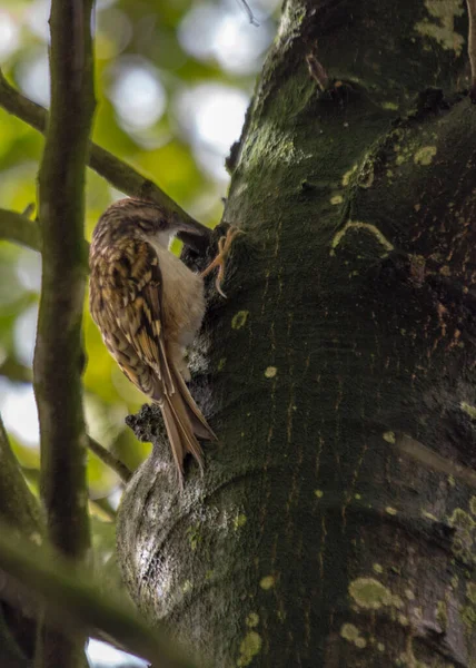 Discover Charming European Treecreeper Small Agile Bird Found Woodlands Europe — Stock Photo, Image