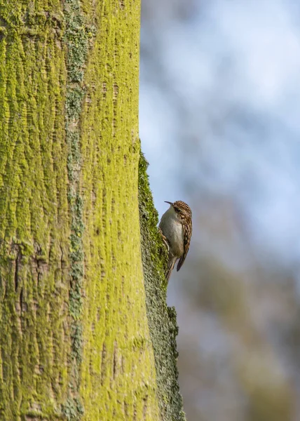 Treecreeper Searching Food Spotted Outdoors Dublin Area — Stock Photo, Image