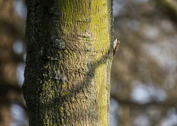 Treecreeper Procura Comida Vista Livre Área Dublin — Fotografia de Stock