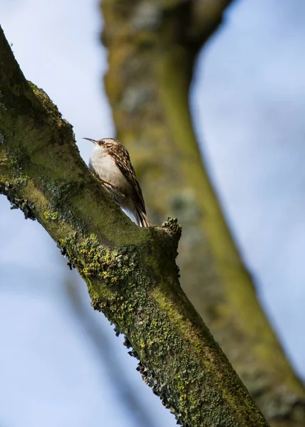 Treecreeper Searching Food Spotted Outdoors Dublin Area — Stock Photo, Image