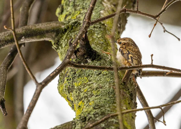 Veja Incríveis Acrobacias Eurasian Treecreeper Pássaro Cativante Encontrado Nas Florestas — Fotografia de Stock