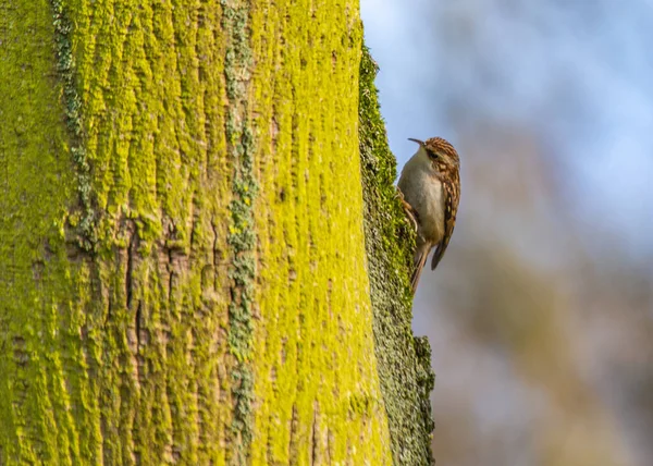 Podívejte Neuvěřitelnou Akrobacii Euroasijského Stromového Repertoáru Podmanivého Ptáka Nalezeného Lesích — Stock fotografie