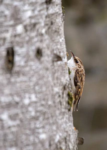 Zobacz Niesamowite Akrobacje Eurazjatyckiego Pnącza Drzewnego Urzekającego Ptaka Znalezionego Lasach — Zdjęcie stockowe