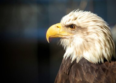 Amerikan Kel Kartalı, bir güç ve özgürlük sembolü, Kuzey Amerika 'nın yerlisidir. Beyaz kafası ve etkileyici kanat açıklığıyla tanınan bu manzara....