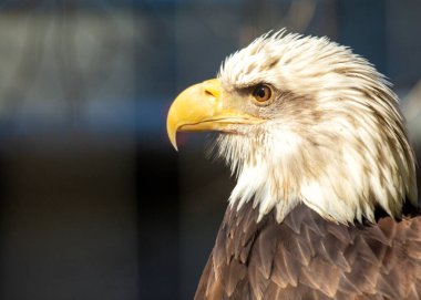 Amerikan Kel Kartalı, bir güç ve özgürlük sembolü, Kuzey Amerika 'nın yerlisidir. Beyaz kafası ve etkileyici kanat açıklığıyla tanınan bu manzara....