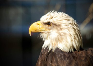 Amerikan Kel Kartalı, bir güç ve özgürlük sembolü, Kuzey Amerika 'nın yerlisidir. Beyaz kafası ve etkileyici kanat açıklığıyla tanınan bu manzara....