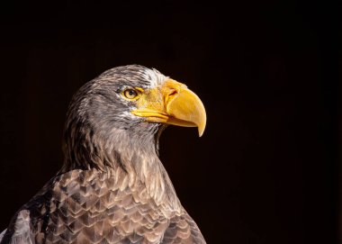 Majestic Steller 's Sea Eagle, kuzeydoğu Asya' ya özgü çarpıcı görünüşü ve etkileyici kanat açıklığıyla tanınan büyüleyici bir kuştur. Yaşam alanı kıyı bölgeleri, nehirler ve göllerdir. Bu muhteşem yaratığın güzelliğine tanık olun.!