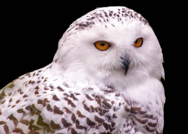 Karlı Baykuş, bilimsel olarak Bubo skandalı olarak bilinen, kutup bölgelerine özgü görkemli bir kuştur. Çarpıcı beyaz tüyleri ve delici sarı gözleriyle bu asil baykuş kışın güzelliğini yakalar..