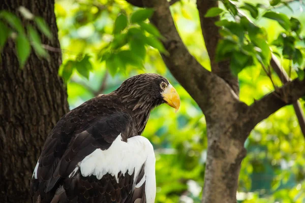 Majestic Steller Sea Eagle Native Northeastern Asia Captivating Bird Known — Stock Photo, Image