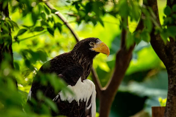 Majestic Steller Sea Eagle Původem Severovýchodní Asie Podmanivý Pták Známý — Stock fotografie